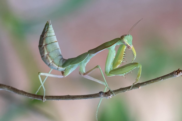 Uma visão extrema de close-up e perfil lateral detalhado de uma mantis orante europeia mantis religiosa