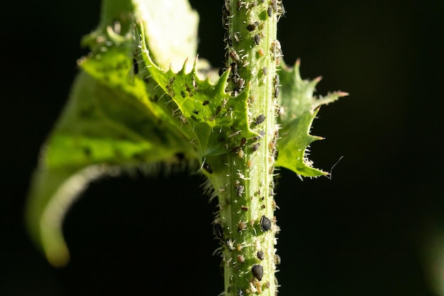 Uma visão macro de insetos pulgões rastejando sobre uma planta verde espinhosa ao ar livre Praga de jardim comum e conceito de inseticida
