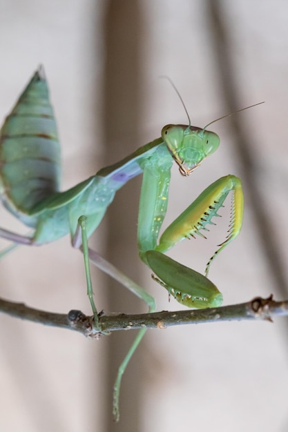 Uma visão macro de perto de uma mantis orante europeia mantis religiosa com pernas dianteiras da cabeça