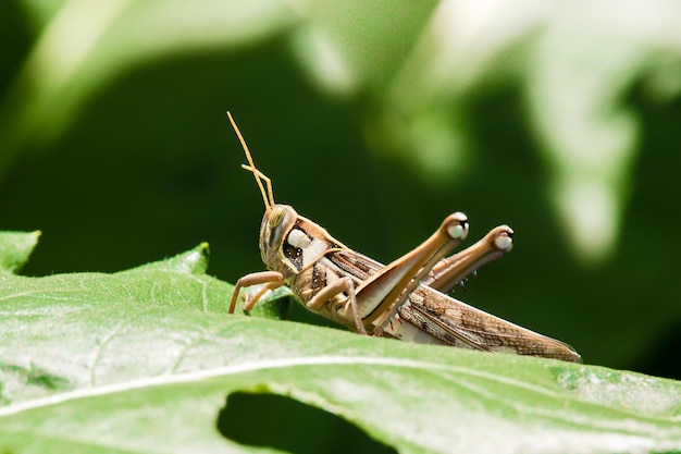 Uma visão macro de um gafanhoto comendo cardo