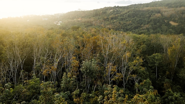 Uma vista aérea da floresta.