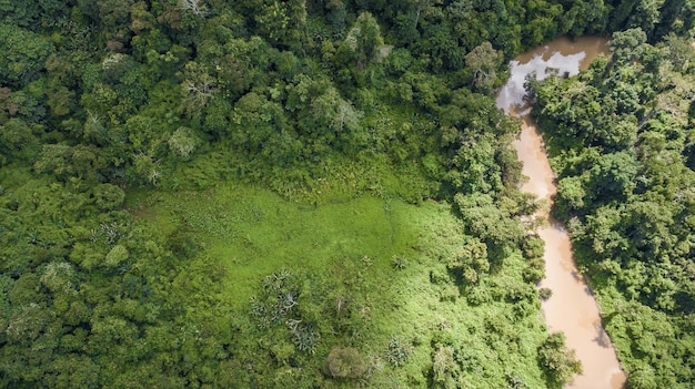 Uma vista aérea da floresta