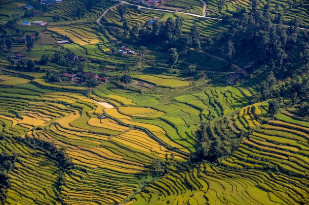 Uma vista aérea dos terraços de arroz.