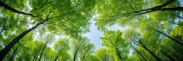 Uma vista ampla de altas árvores verdes