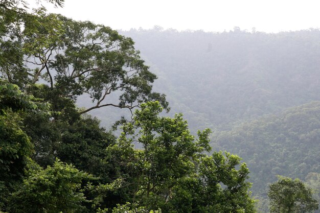 Foto uma vista da floresta do topo da montanha