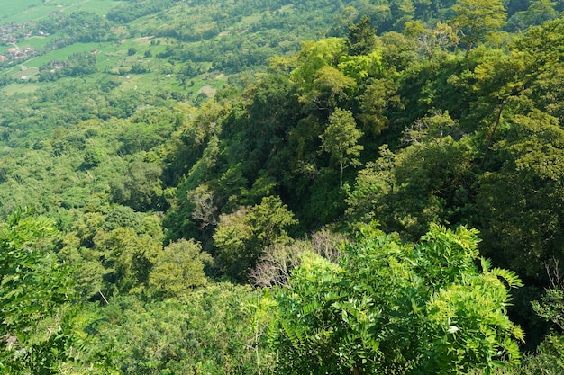 Foto uma vista da floresta do topo da montanha