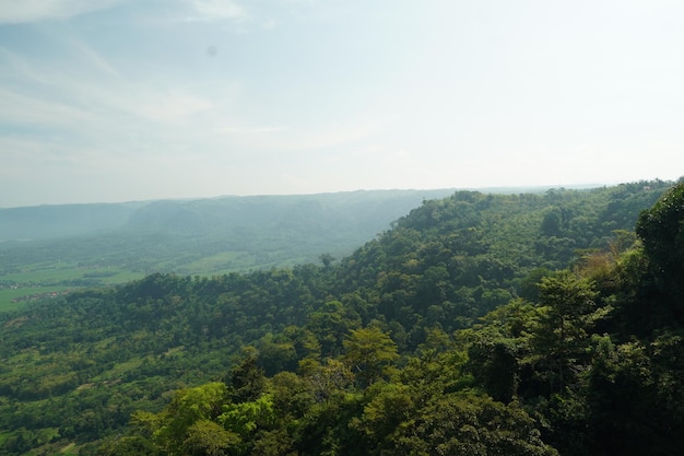 Uma vista da floresta do topo da montanha