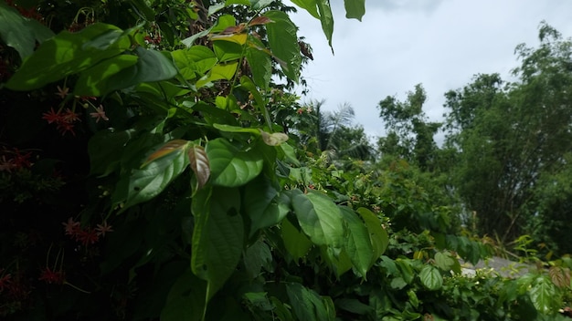 Uma vista da floresta