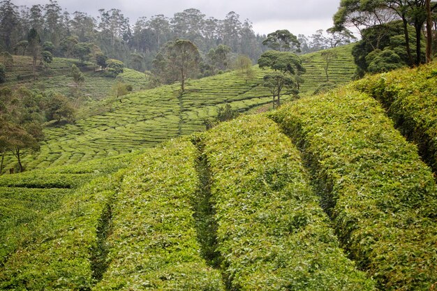 uma vista da plantação de chá do topo de uma colina.