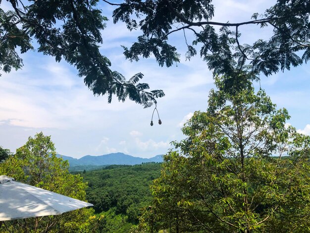 Uma vista das montanhas da floresta