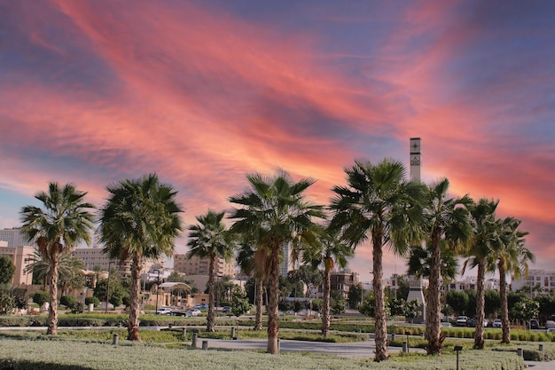 Uma vista das palmeiras no parque ao pôr do sol