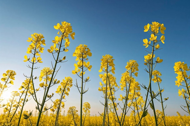 Uma vista de perto de flores de colza sob o céu azul