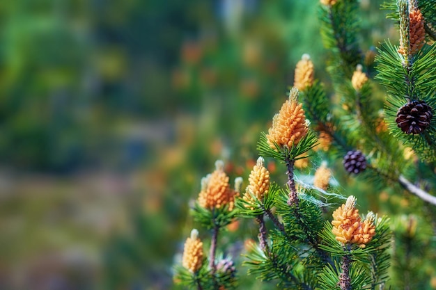 Uma vista de perto de pinheiros de montanha em um jardim Uma foto de um gramado fresco de um pinheiro lodgepole e pinheiro de montanha com fundo desfocado Uma bela foto de pequena rede de aranha fixada em flores de pinheiro