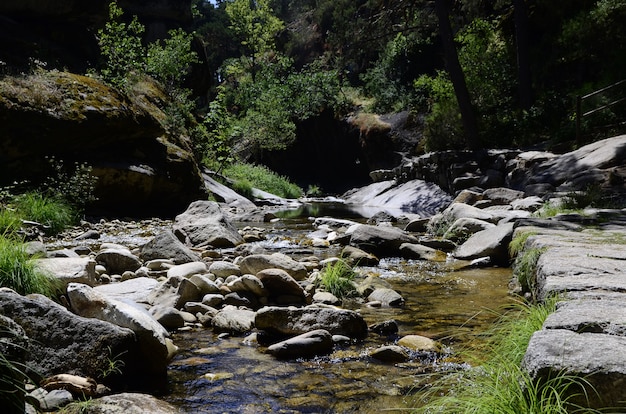 uma vista de um rio na floresta