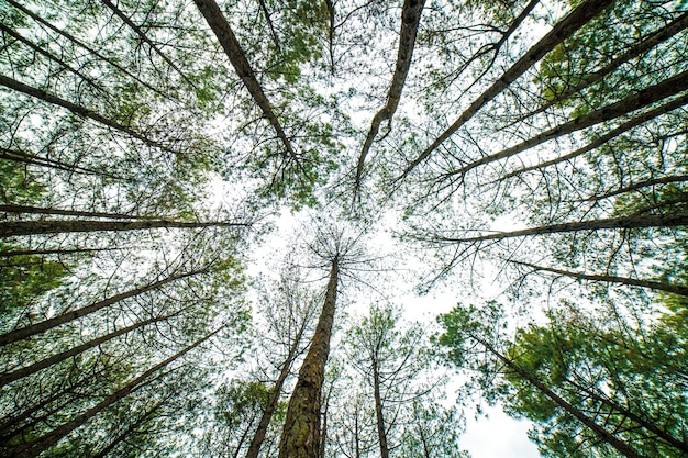 Uma vista do fundo de uma floresta com árvores em primeiro plano