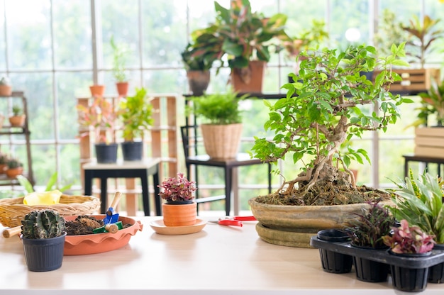 Uma vista do jardim interno em uma casa moderna, jardinagem doméstica e conceito de passatempo.