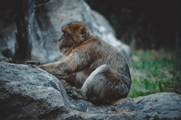 Uma vista fantástica em um lindo macaco