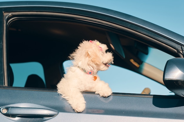 Uma vista lateral de um pequeno cachorrinho poodle francês feliz com grampos de cabelo olhando pela janela de um carro com a língua para fora
