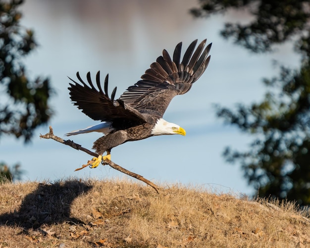 Uma vista panorâmica de uma águia careca voando com um bastão para seu ninho em Dover