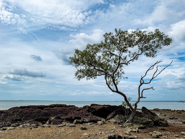 Uma vista panorâmica do mar, árvores e céu no sul da Tailândia.