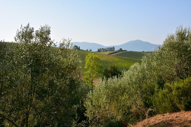 Uma vista pitoresca das vinhas atrás das árvores verdes No fundo estão as montanhas