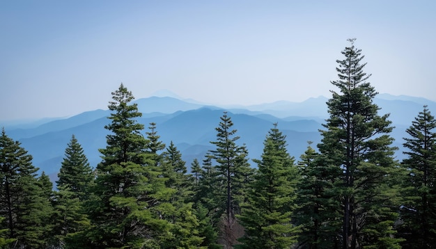 Uma vista sobre as copas das árvores para a Smoky Mountain