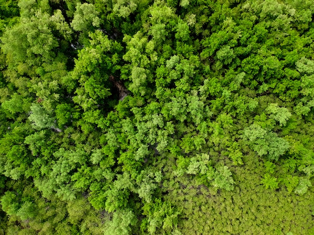 Uma vista superior das árvores na floresta selvagem