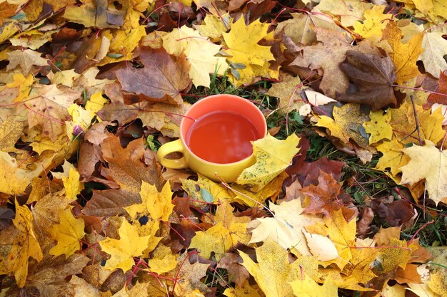 Uma xícara de chá preto no outono colorido deixa o fundo das folhas