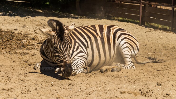 Foto uma zebra adulta