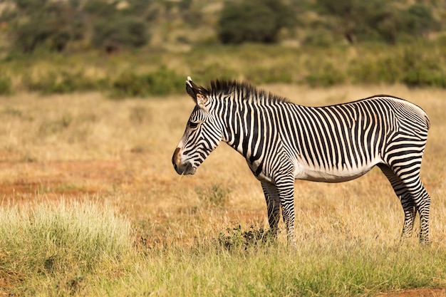 Uma zebra grevy está pastando no interior de samburu, no quênia