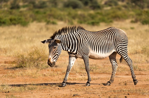 Uma zebra grevy está pastando no interior de samburu, no quênia