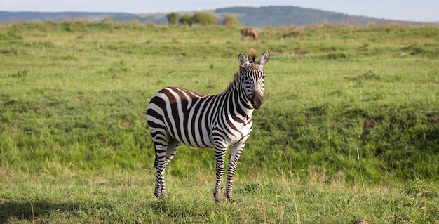 Uma zebra na paisagem verde de um parque nacional no Quênia
