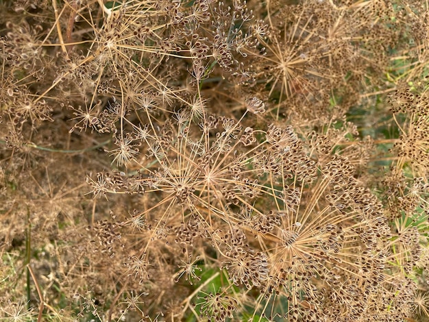 Umbelas de eneldo de planta aromática con inflorescencias umbeladas de flores amarillas