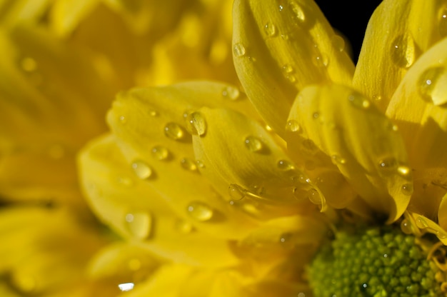 Umgebung, Detail von Gänseblümchen mit Regentropfen auf den Blütenblättern, Blumenfeld im Frühling mit bewölktem Himmelshintergrund