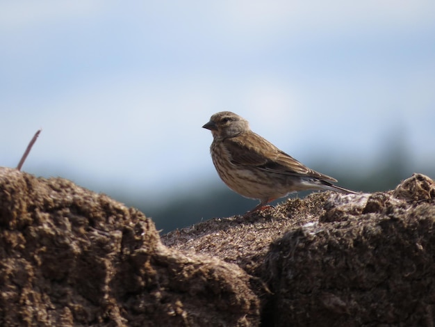 Umgebung und unglaublich schöne Vögel