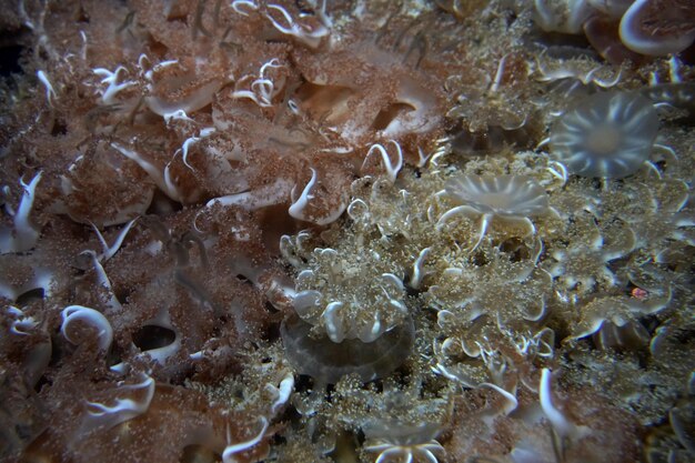 Foto umgekehrter quallenfisch unter wasser