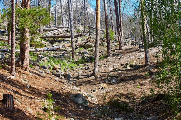 Umgestürzte Bäume im Wald nach einem Hurrikan