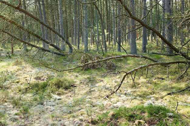 Umgestürzte Kiefern nach einem Sturm oder starkem Wind, der in einem Wald gelehnt und beschädigt wurde Landschaft mit vielen blattlosen Ästen in der Natur Unkultivierte Vegetation und Sträucher, die in einer abgelegenen Umgebung wachsen