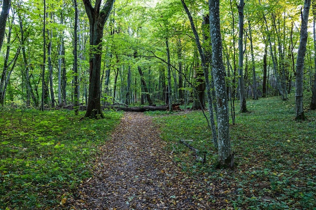 Umgestürzter Baum auf dem Feldweg im Wald mit hohen Bäumen.