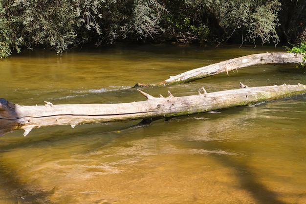 Umgestürzter Baum auf dem Fluss, Alberche-Ufer in Toledo, Kastilien-La Mancha, Spanien