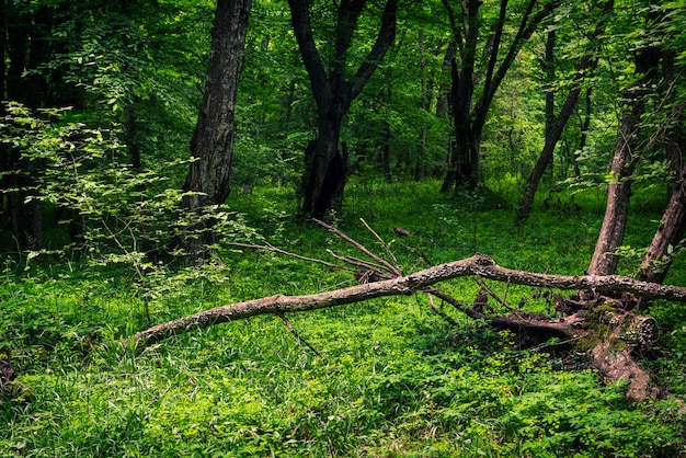 Umgestürzter Baum im Wald