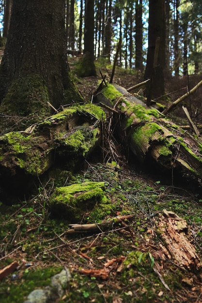 Umgestürzter Baum mit hervorstehenden Ästen, die mit grünem Moos bedeckt sind