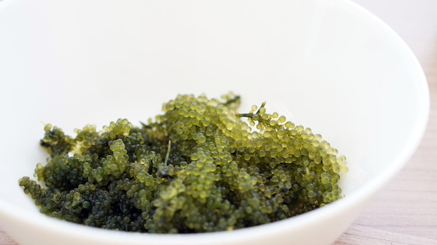 Umibudo uvas de mar japonesas especies de algas caulerpa lentillifer alimentos saludables