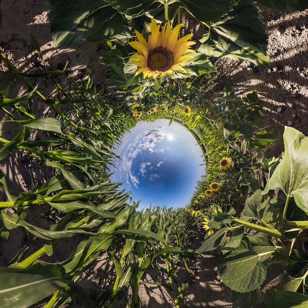 Umkehrung der kleinen Planetentransformation des sphärischen Panoramas 360 Grad Sphärische abstrakte Luftaufnahme auf Sonnenblumenfeld mit fantastischen schönen Wolken Krümmung des Weltraums