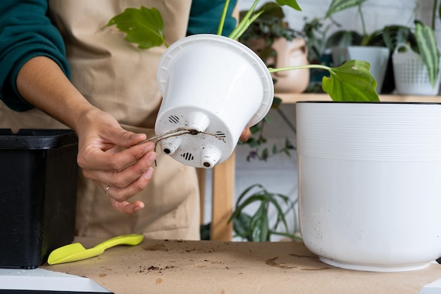 Umpflanzen einer heimischen Pflanze Philodendron in einen neuen Topf Eine Frau pflanzt einen Stiel mit Wurzeln in einen neuen Boden Pflege und Reproduktion für eine Topfpflanze Hände Nahaufnahme