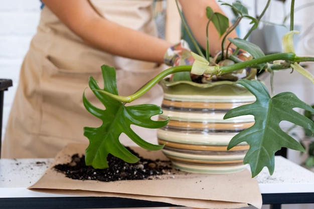 Umpflanzen einer heimischen Pflanze Philodendron in einen neuen Topf Eine Frau pflanzt einen Stiel mit Wurzeln in einen neuen Boden Pflege und Reproduktion für eine Topfpflanze Hände Nahaufnahme