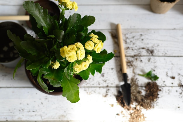 Umpflanzen einer Kalanchoe-Blume von einem temporären Topf in einen dauerhaften Garten