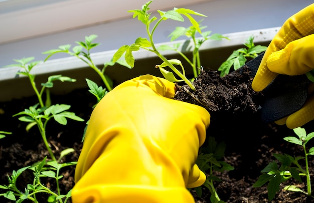 Umpflanzen von Sämlingen Frauenhände in gelben Handschuhen Tomatensprossen