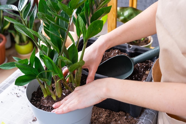 Umtopfen der überwucherten Zimmerpflanze Zamioculcas in einen neuen größeren Topf. Pflege der Topfpflanze. Hände einer Frau in Schürzen-Attrappe