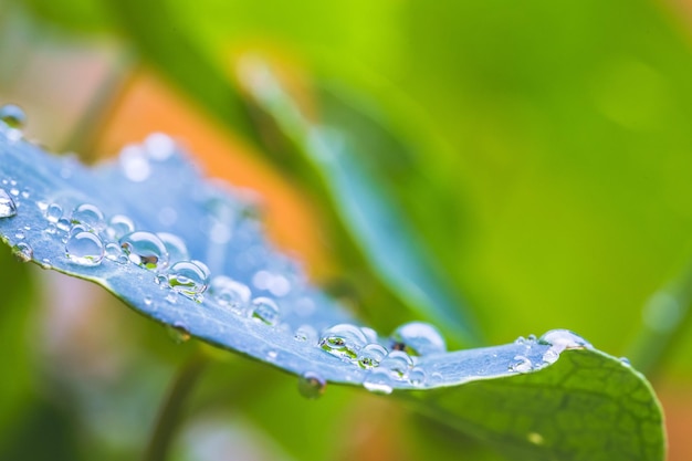 Umwelt Frische und Naturkonzept Makro von großen Wassertropfen auf grünem Blatt nach Regen Schöne Blattstruktur